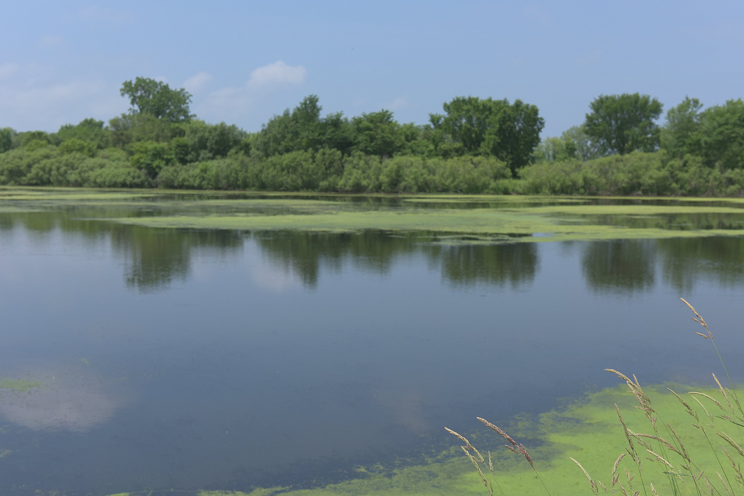 Pond on a farm in Lake County, Indiana - LAND AUCTION - 147+/- ACRES OFFERED IN 3 TRACTS IN LAKE COUNTY, INDIANA